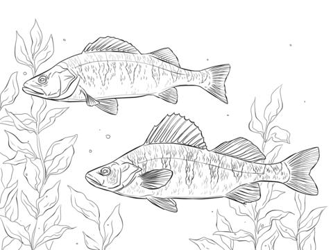 Yellow Perch Coloring Page